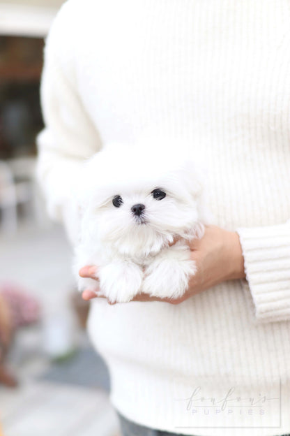 Lilly - Maltese F.