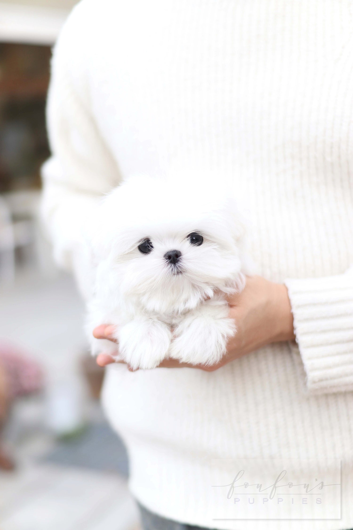 Lilly - Maltese F.