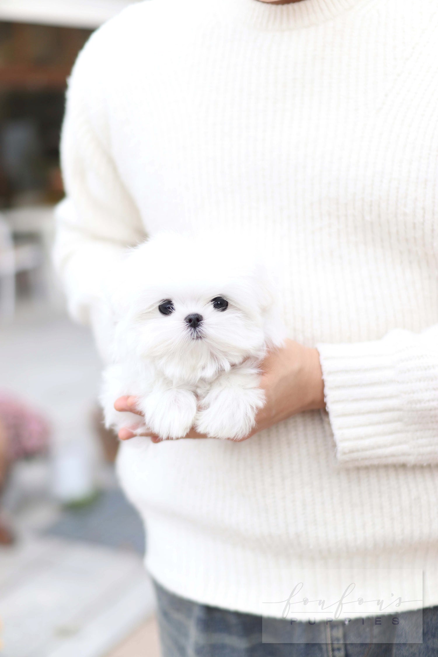 Lilly - Maltese F.