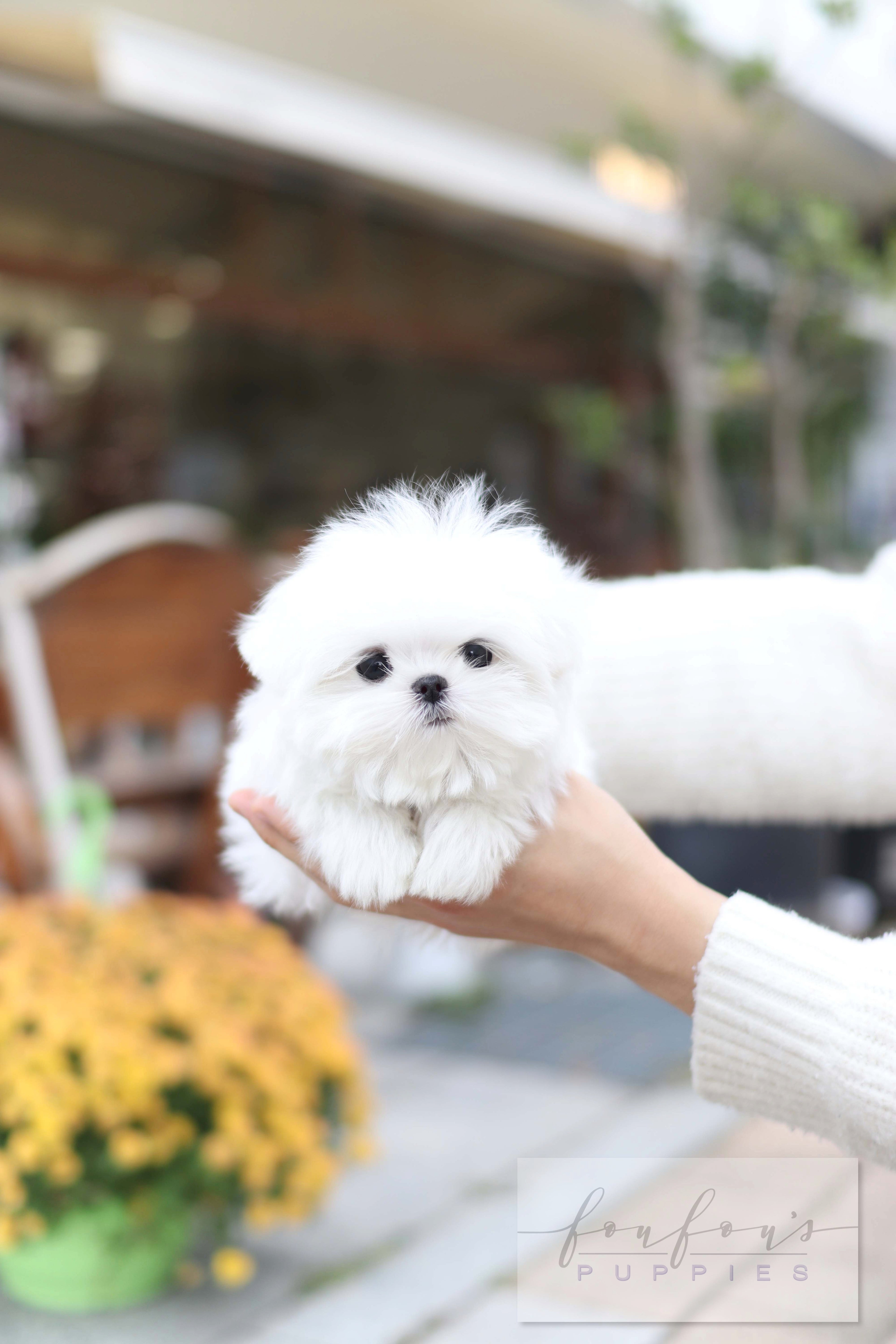 Lilly - Maltese F.