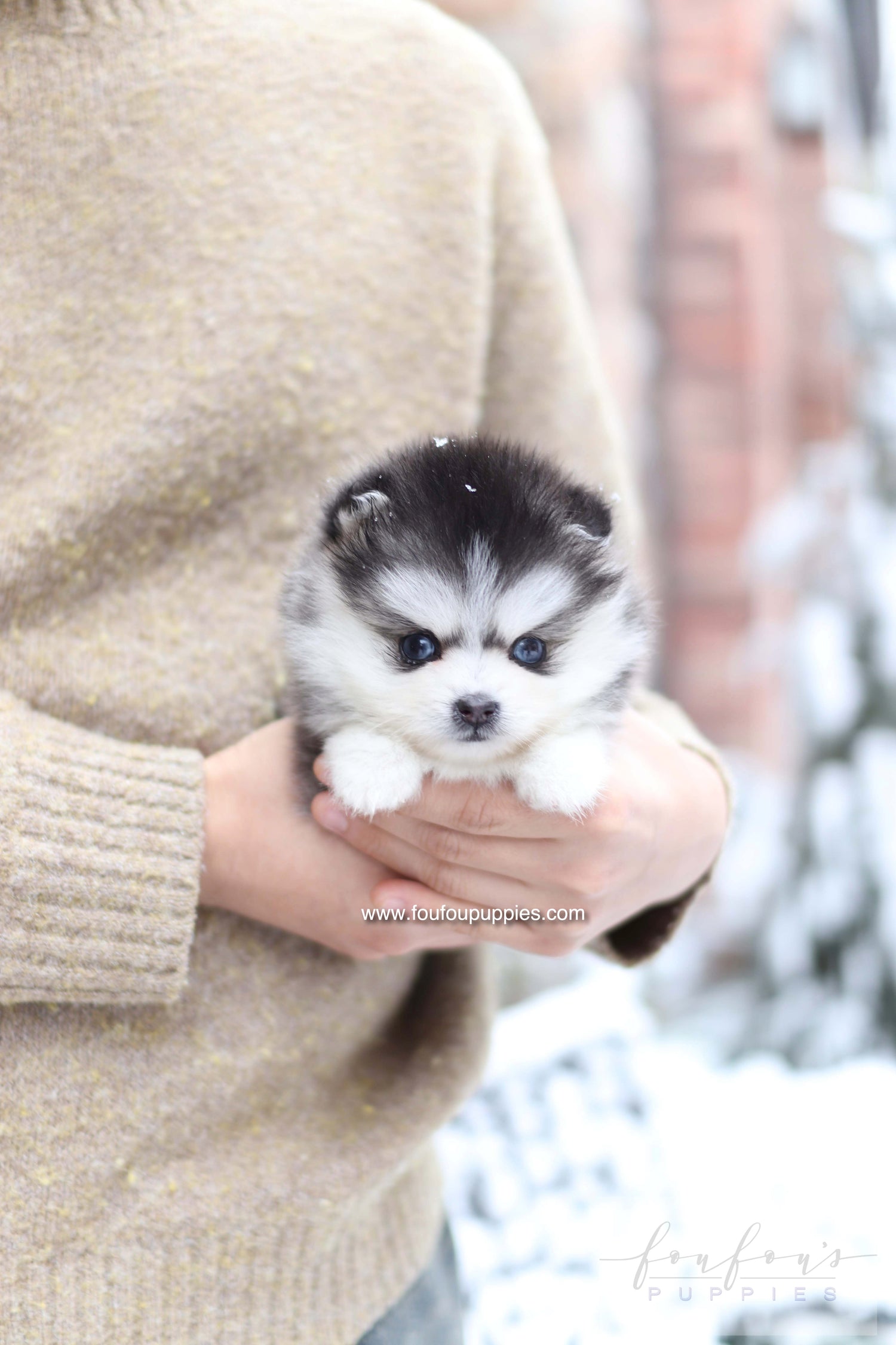 Mavi - Pomsky F.