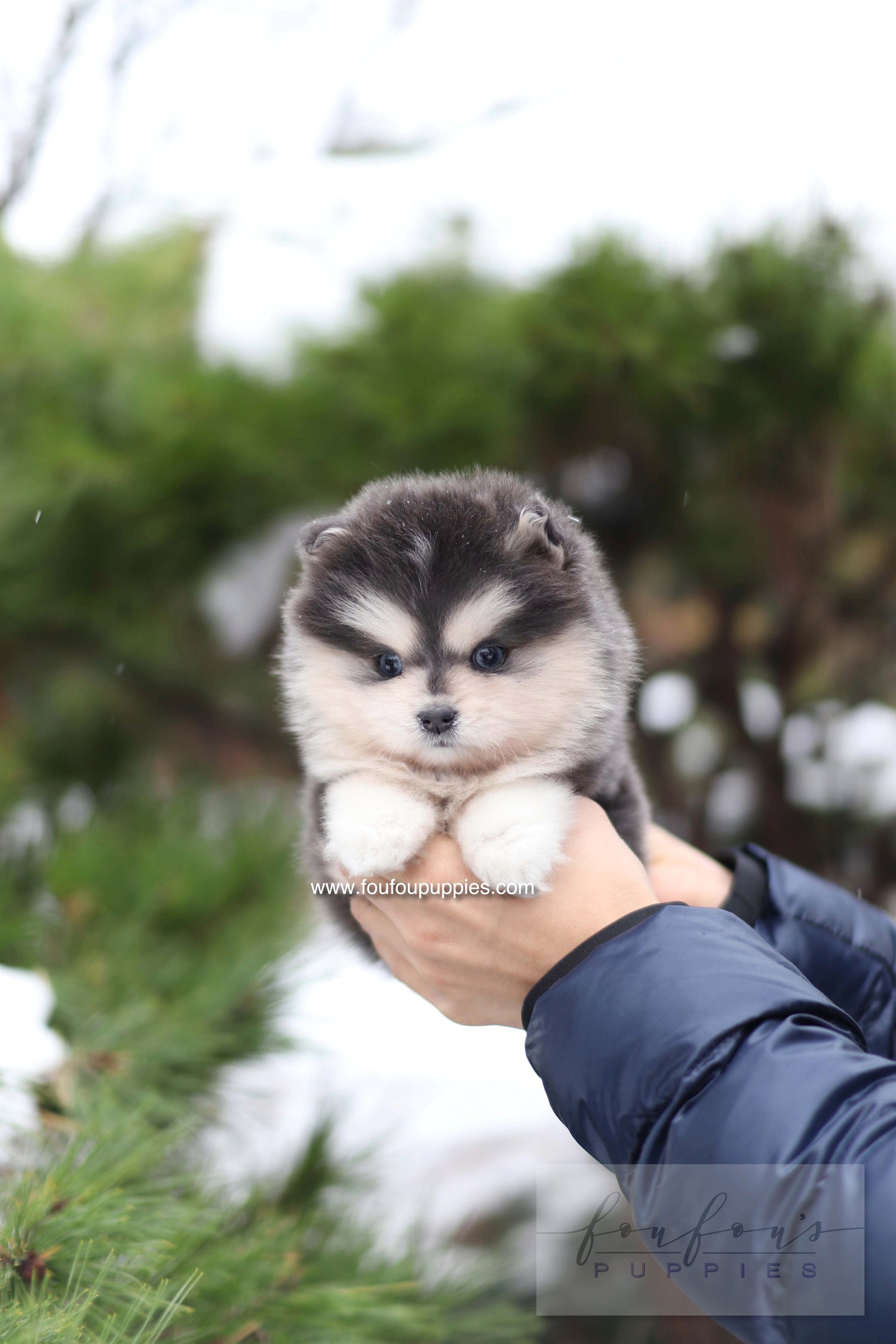 Stitch - Pomsky M.