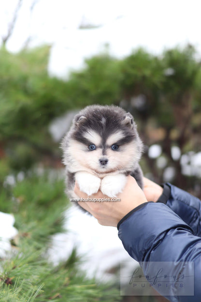 Stitch - Pomsky M.