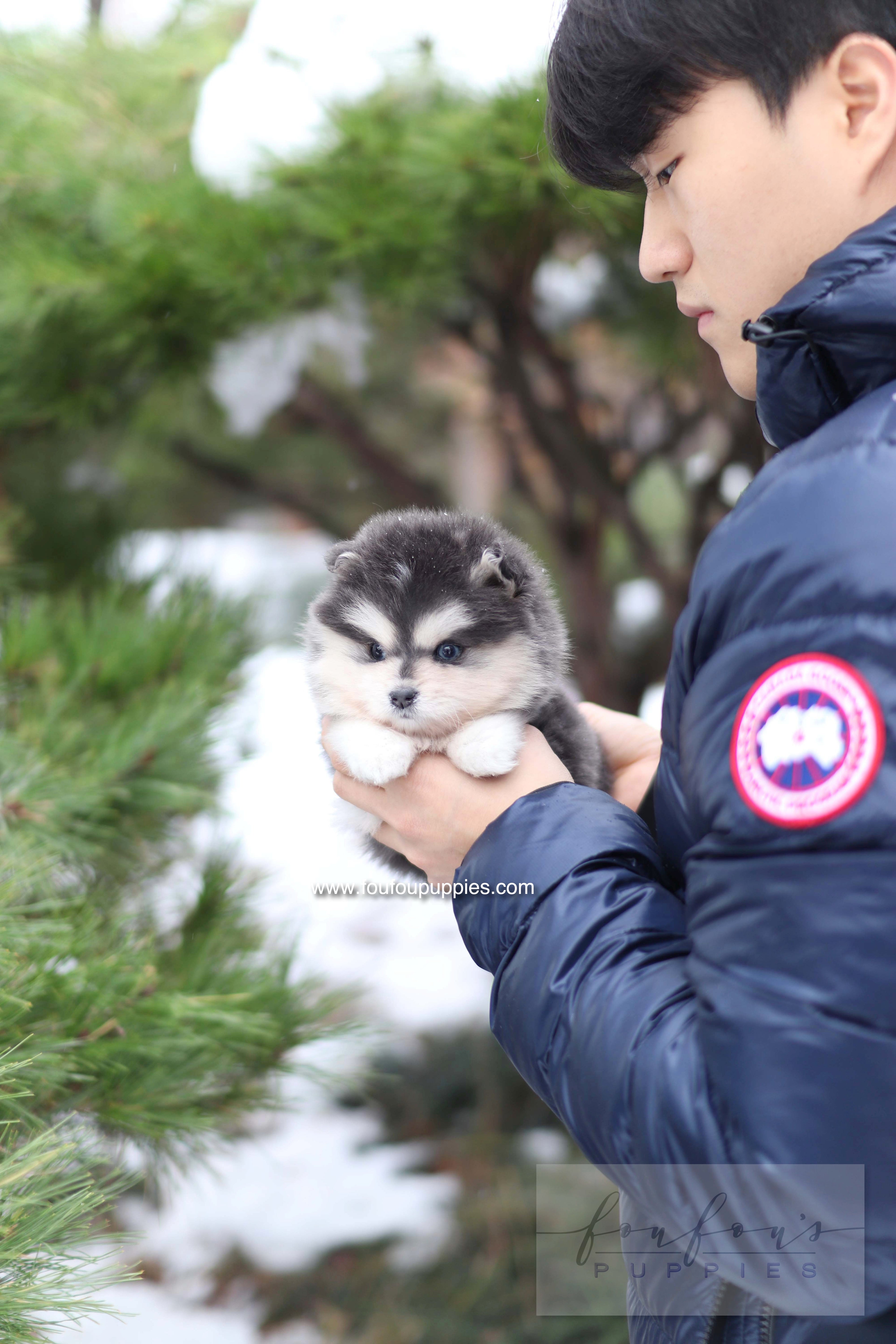 Stitch - Pomsky M.