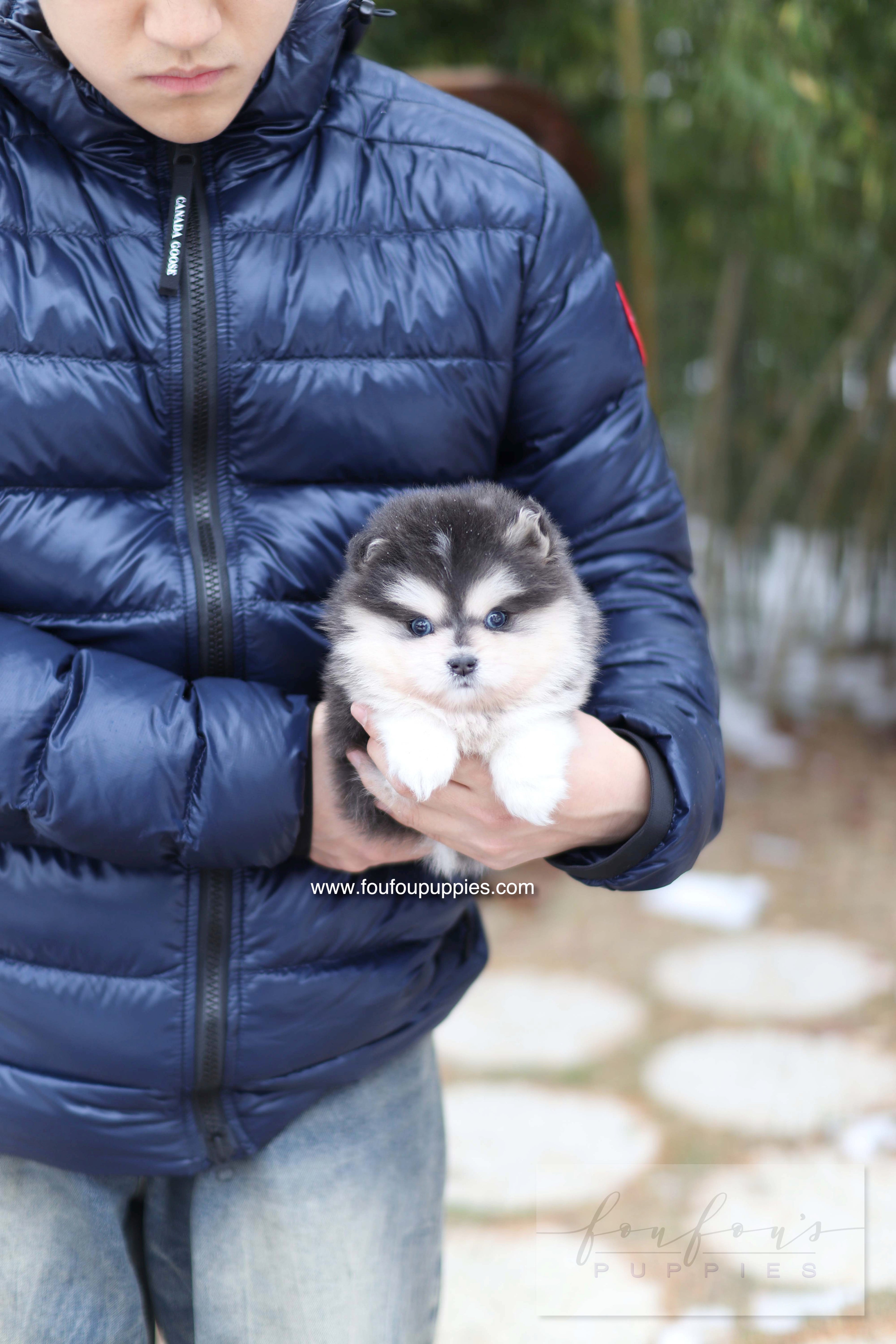 Stitch - Pomsky M.