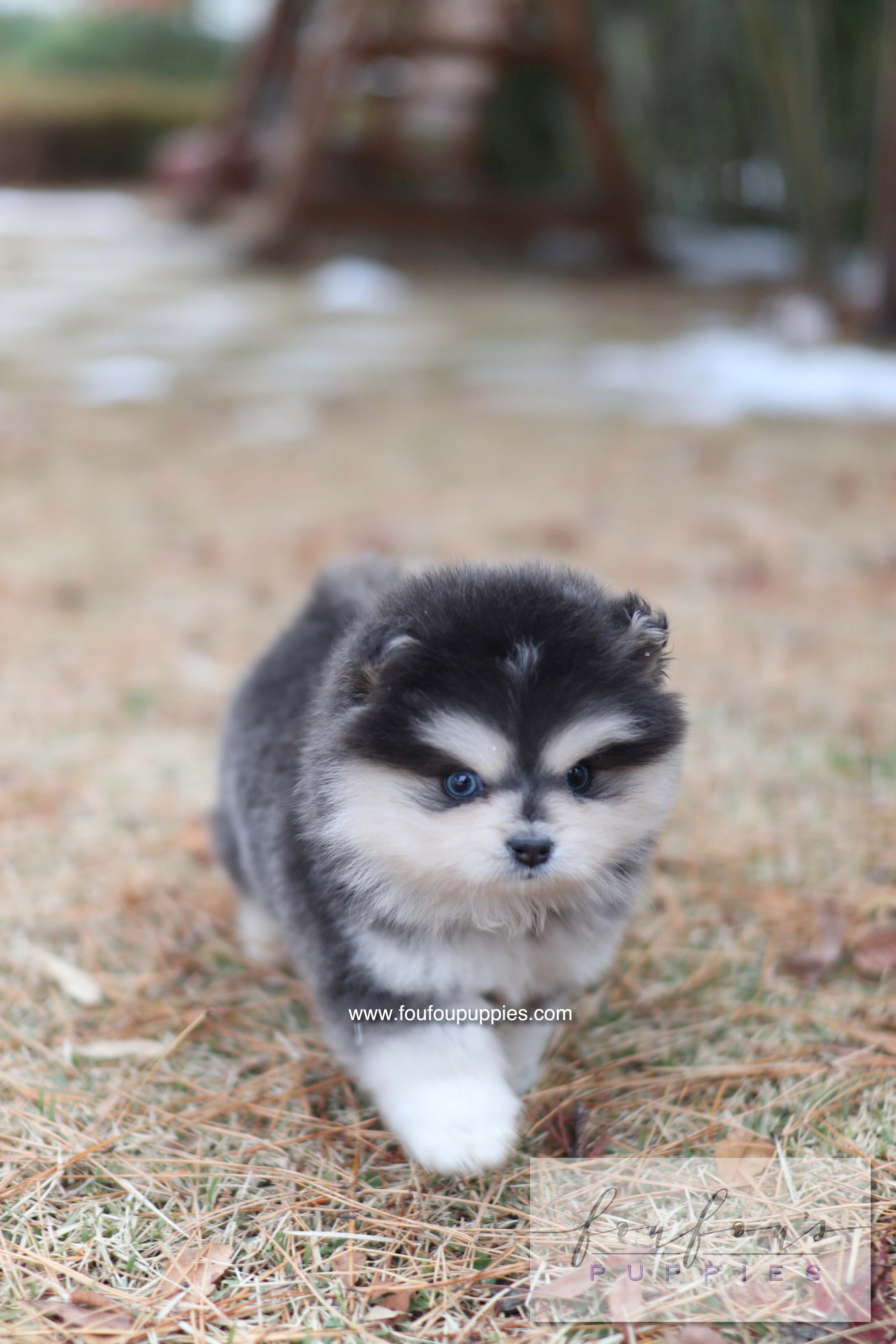 Stitch - Pomsky M.