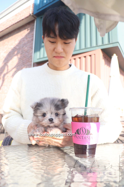 Céline - Maltipom F.