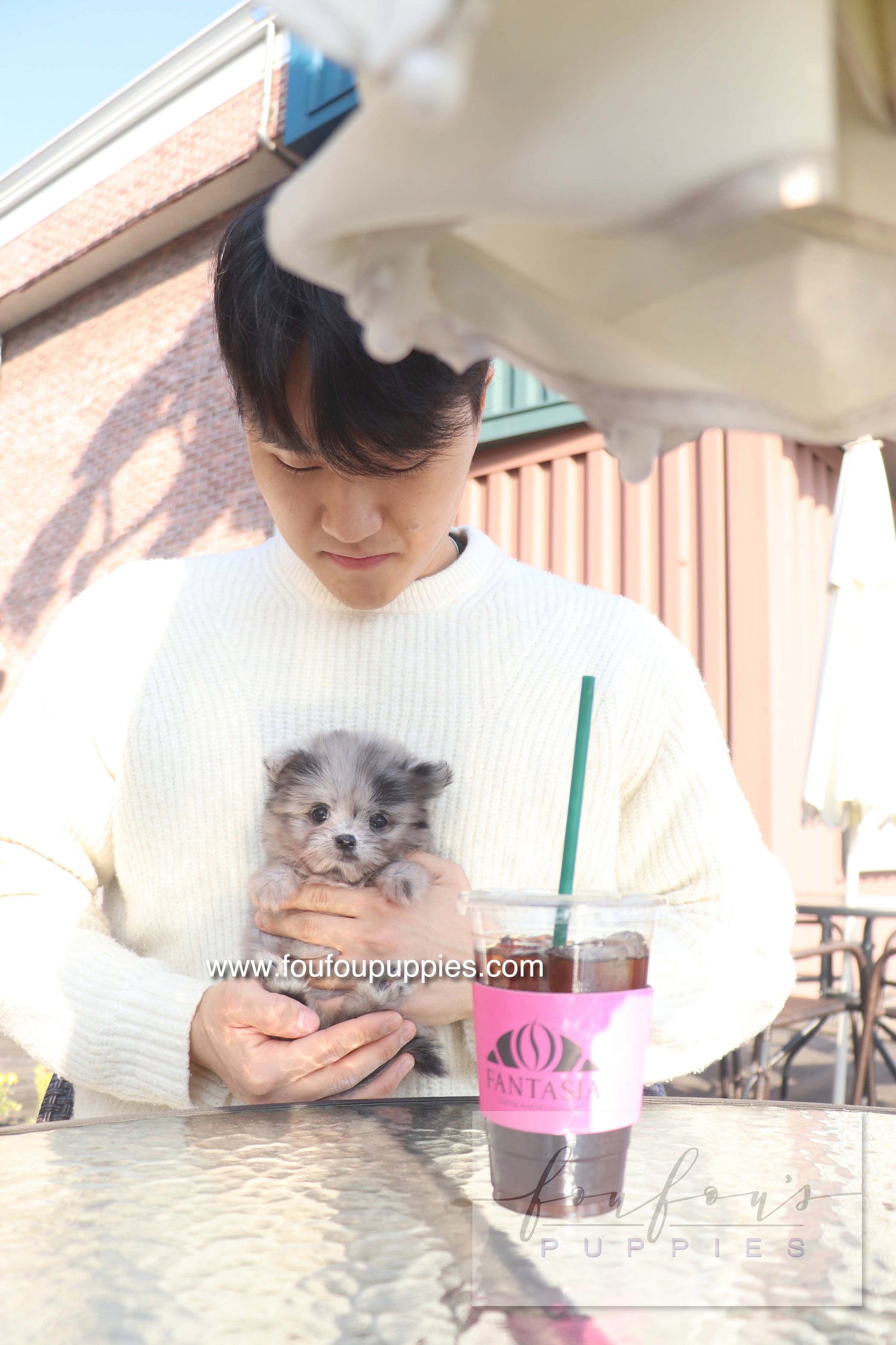 Céline - Maltipom F.