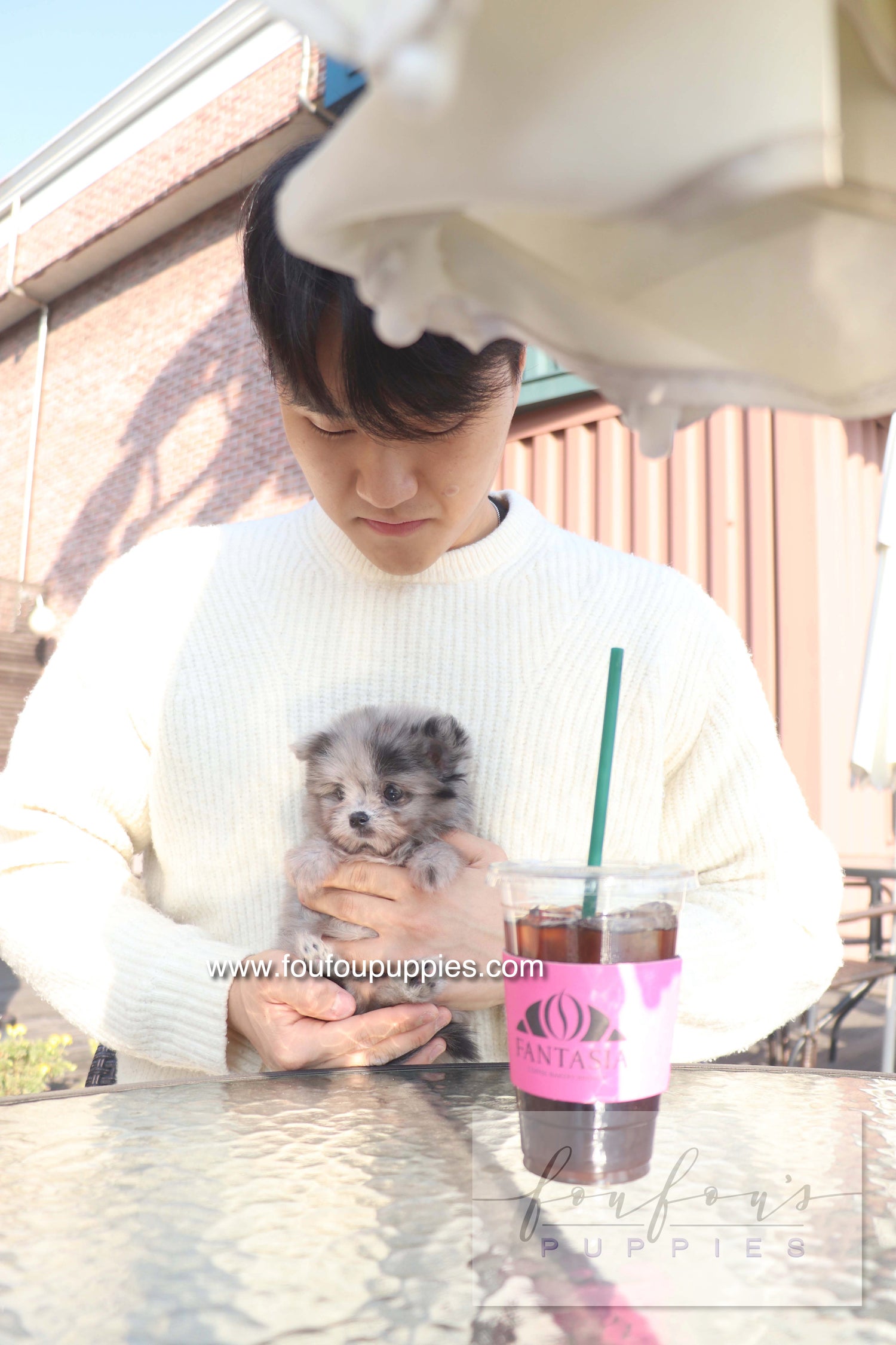 Céline - Maltipom F.