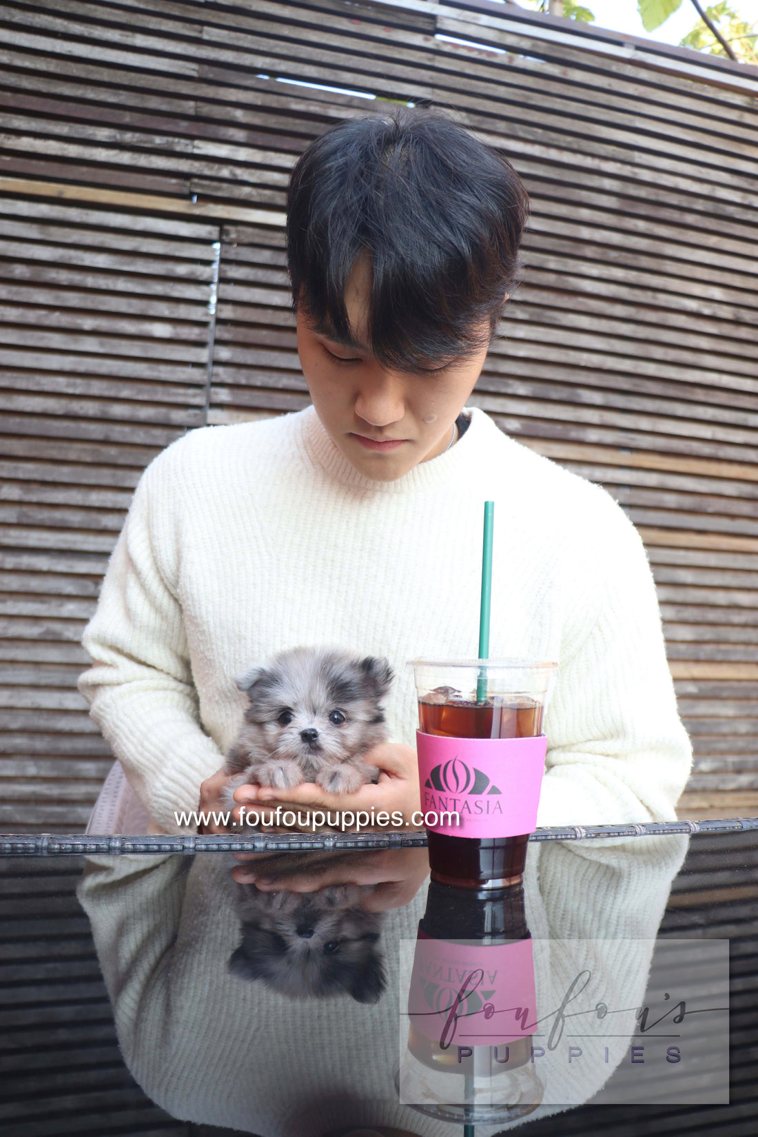 Céline - Maltipom F.