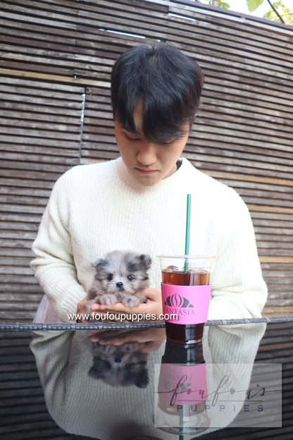 Céline - Maltipom F.