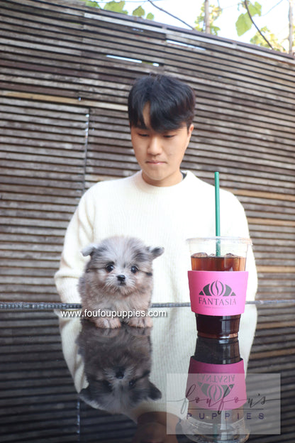 Céline - Maltipom F.