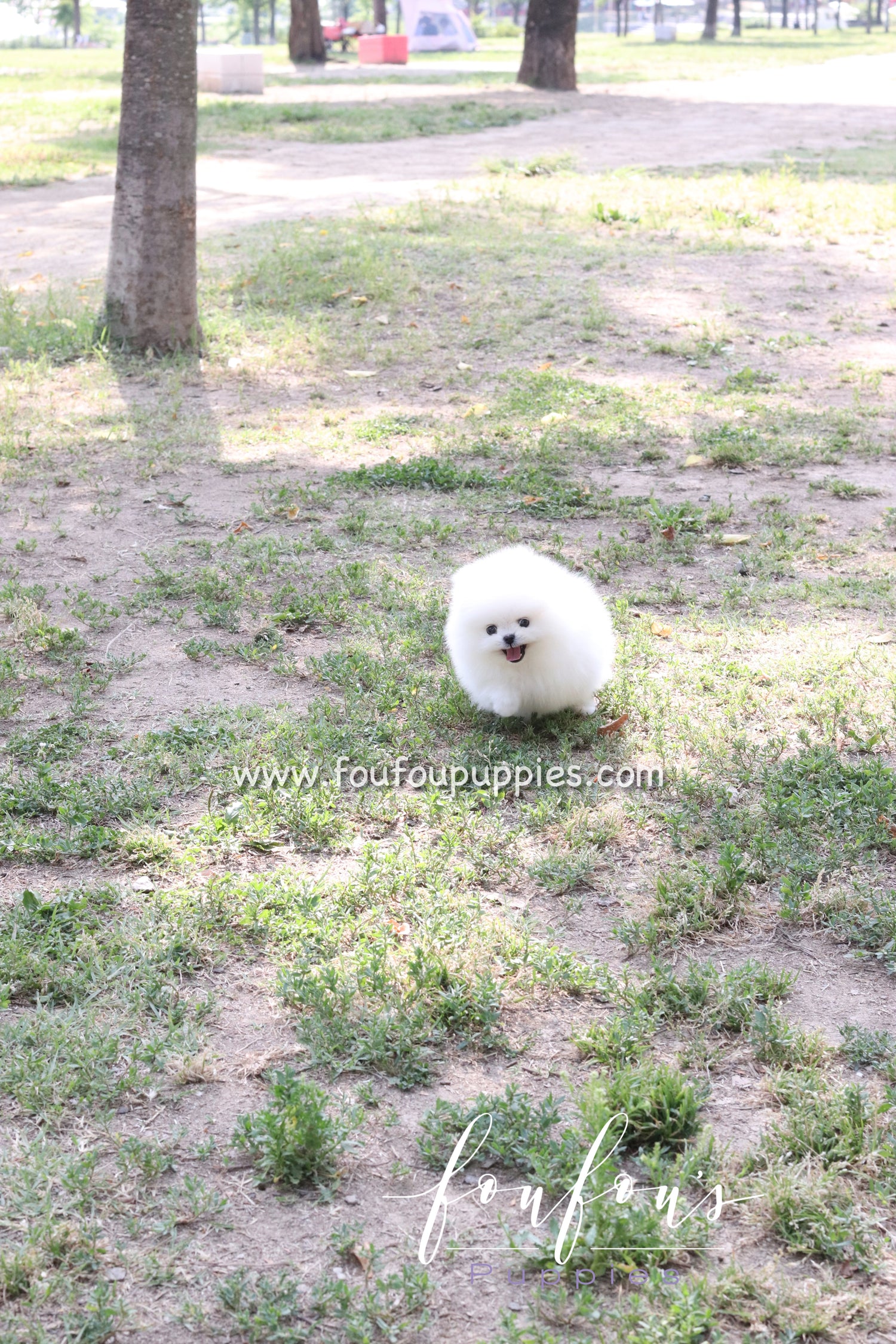 Bisou - Pomeranian F.