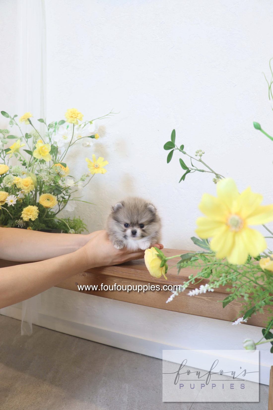 Rumi - Pomeranian M.
