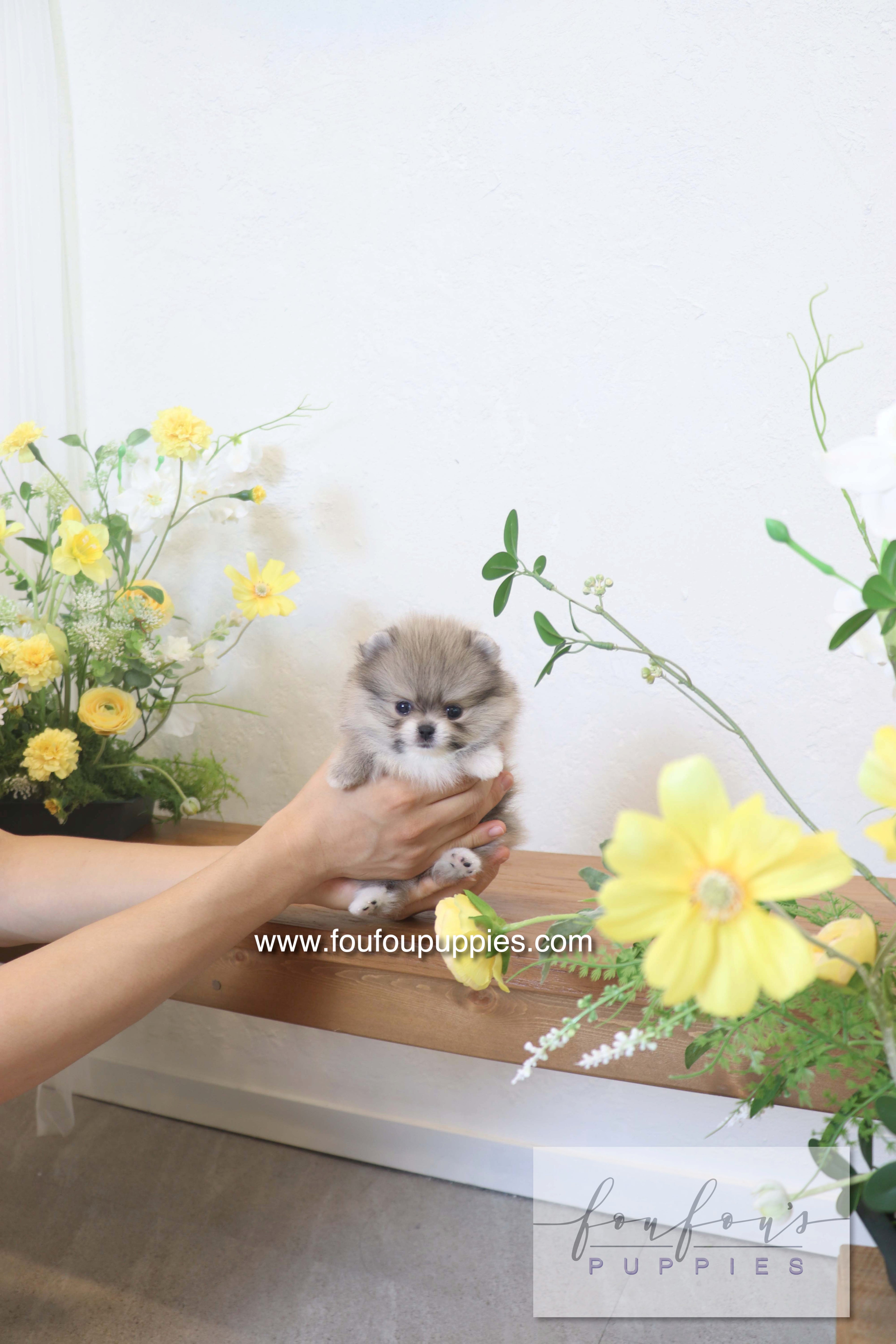 Rumi - Pomeranian M.