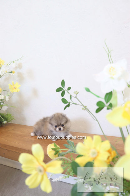 Rumi - Pomeranian M.