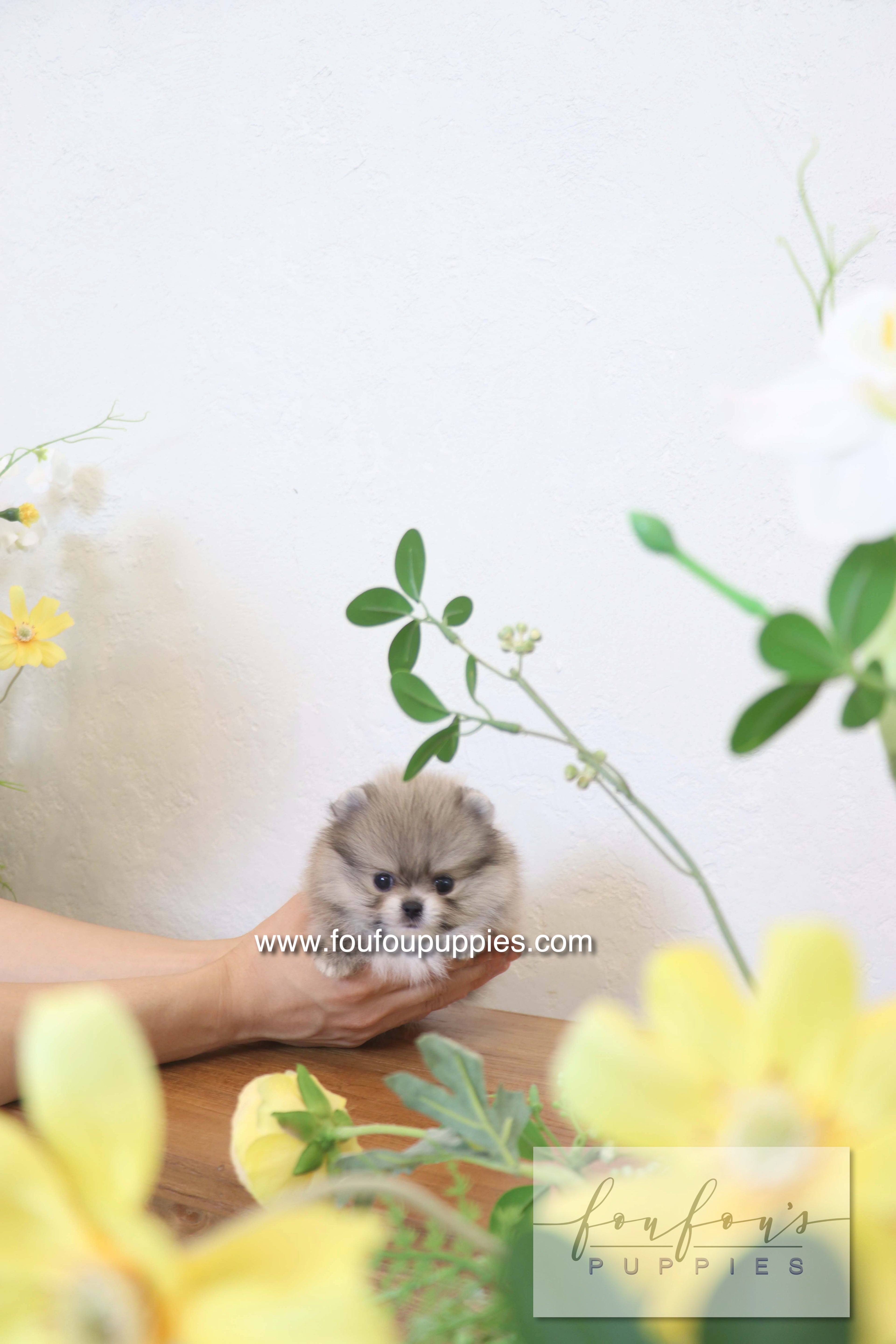 Rumi - Pomeranian M.