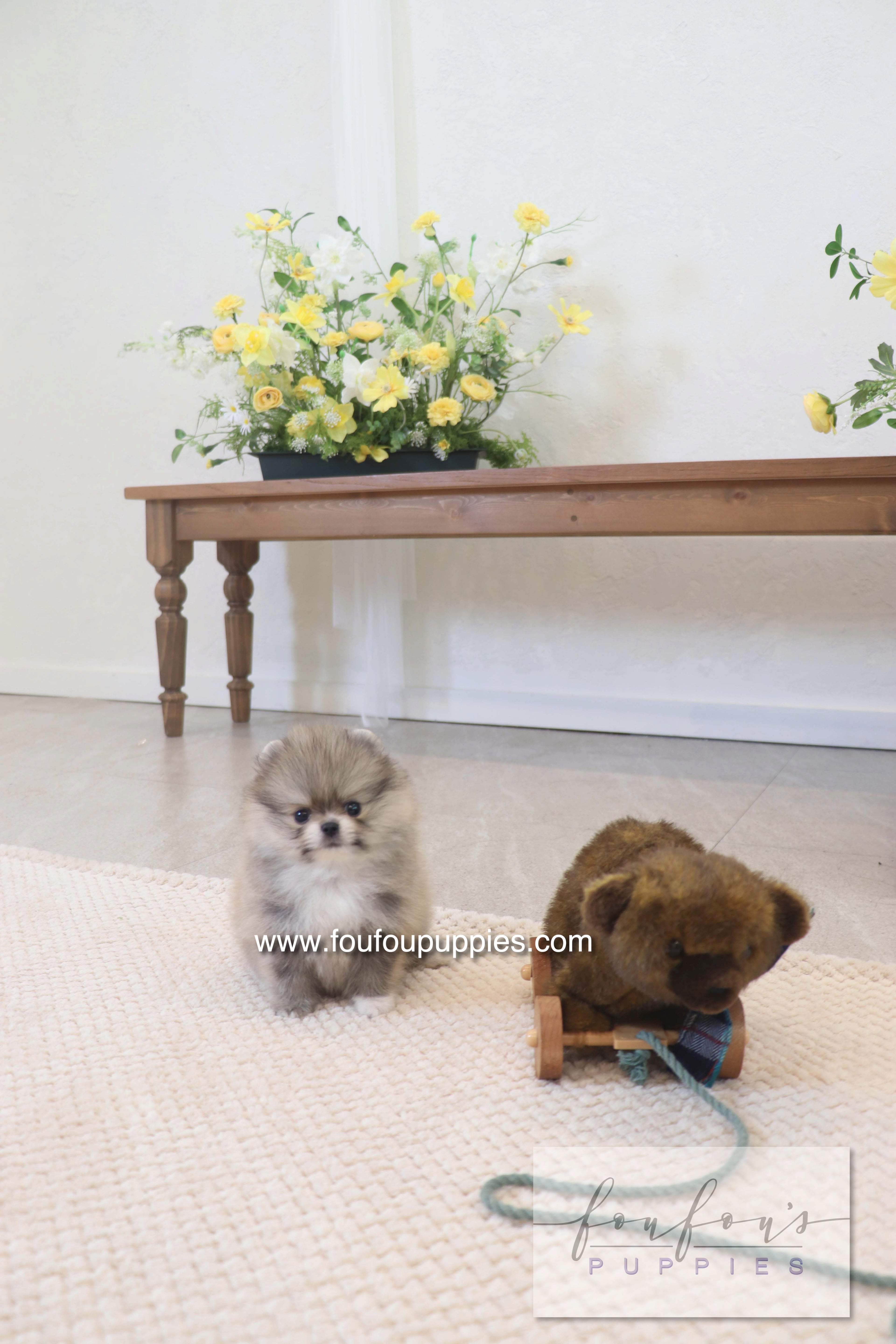 Rumi - Pomeranian M.