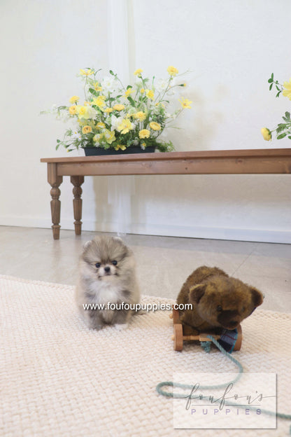 Rumi - Pomeranian M.