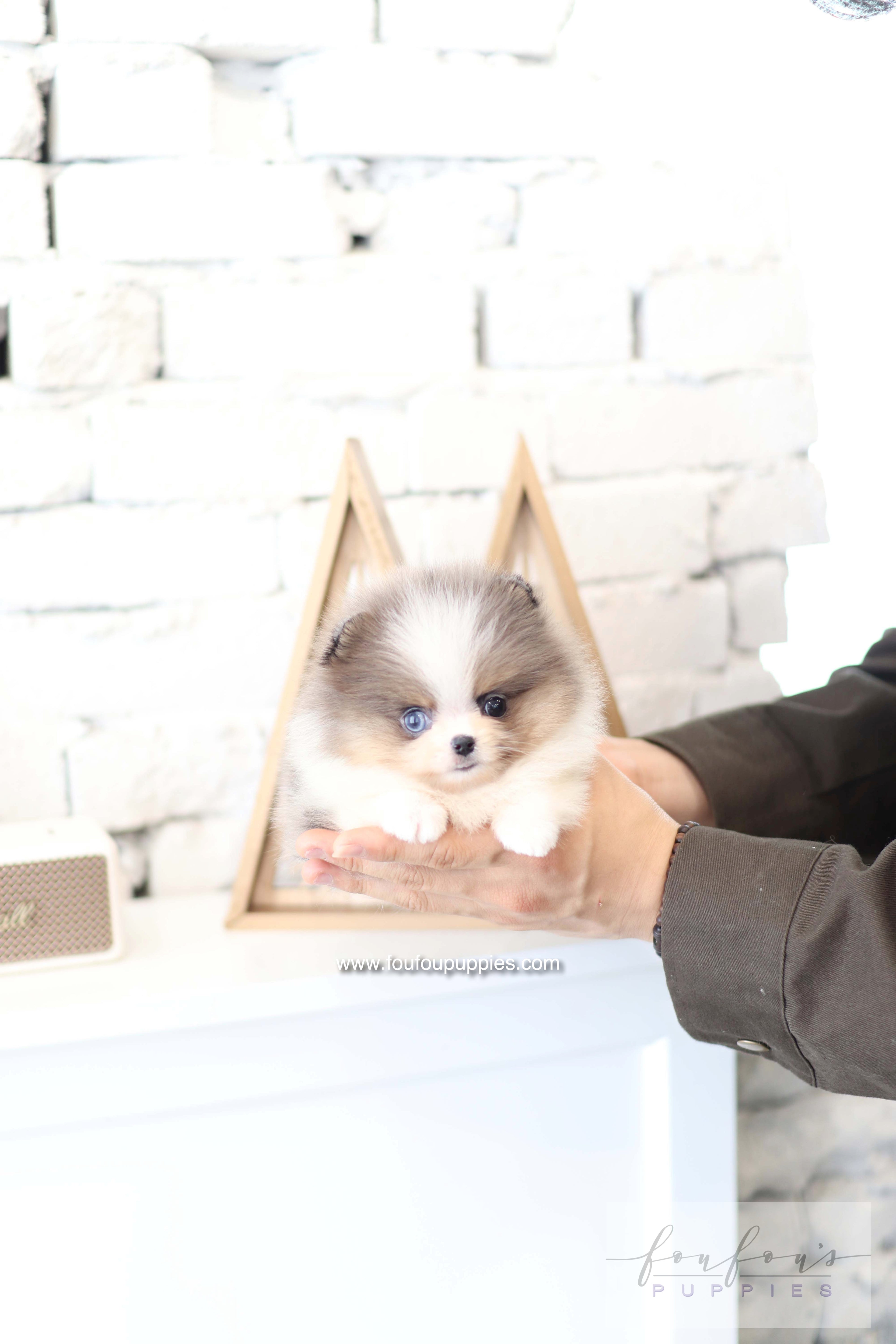 Aurélie - Pomeranian F.