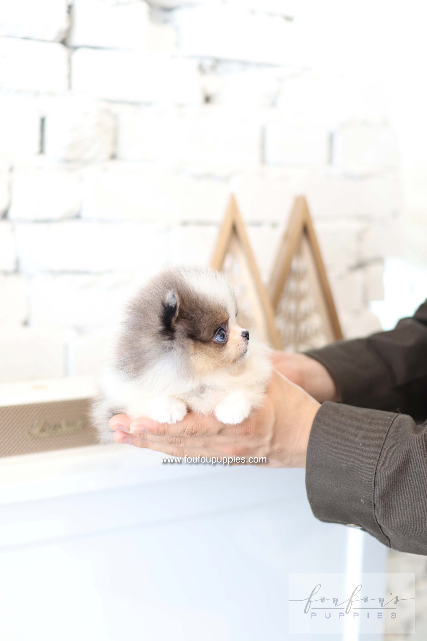 Aurélie - Pomeranian F.