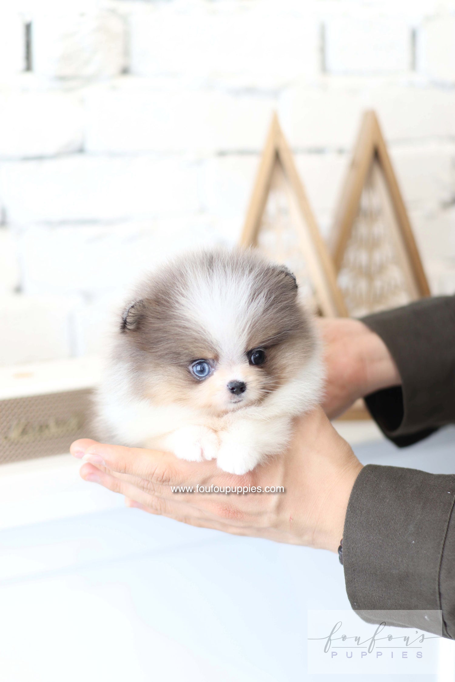 Aurélie - Pomeranian F.