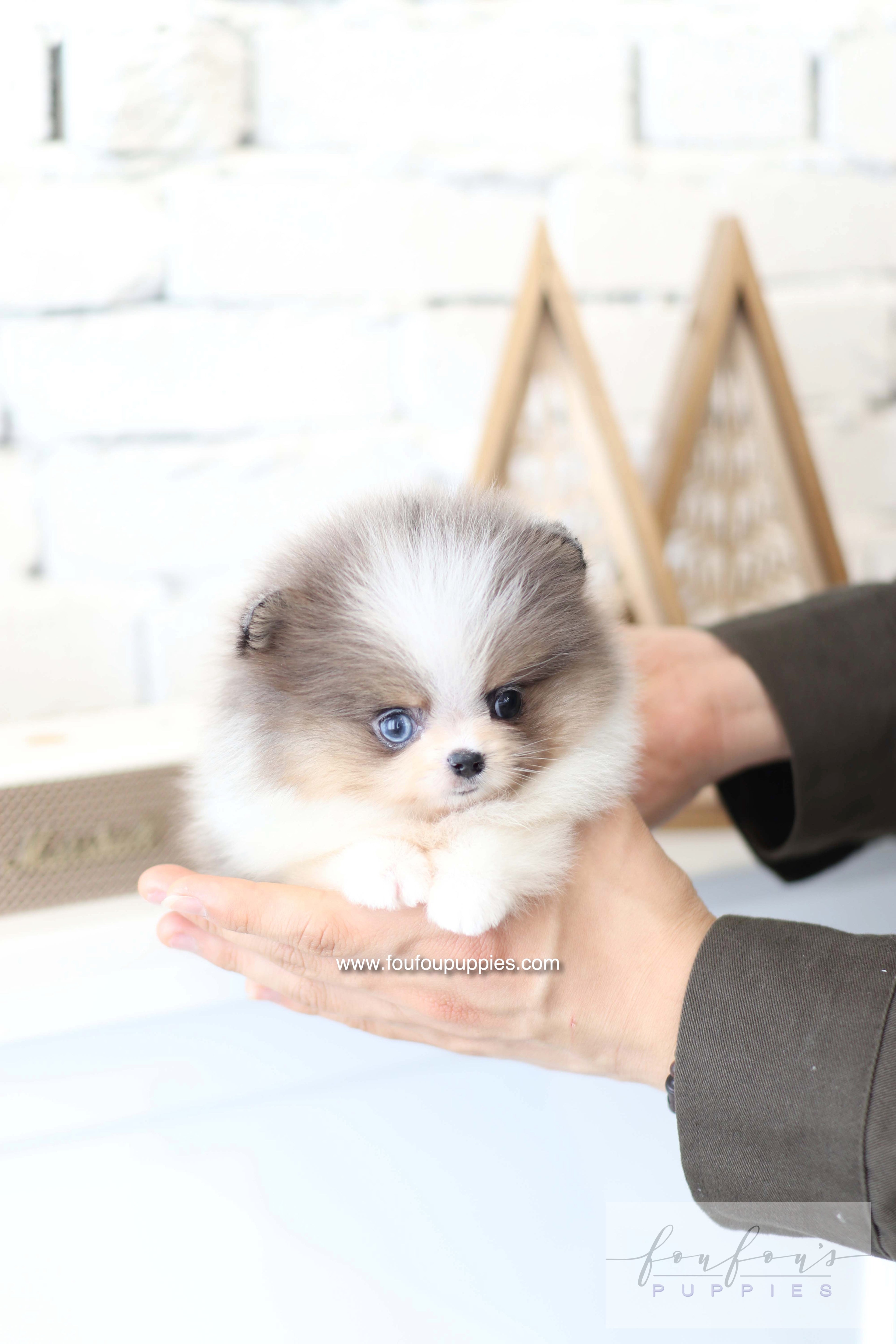 Aurélie - Pomeranian F.