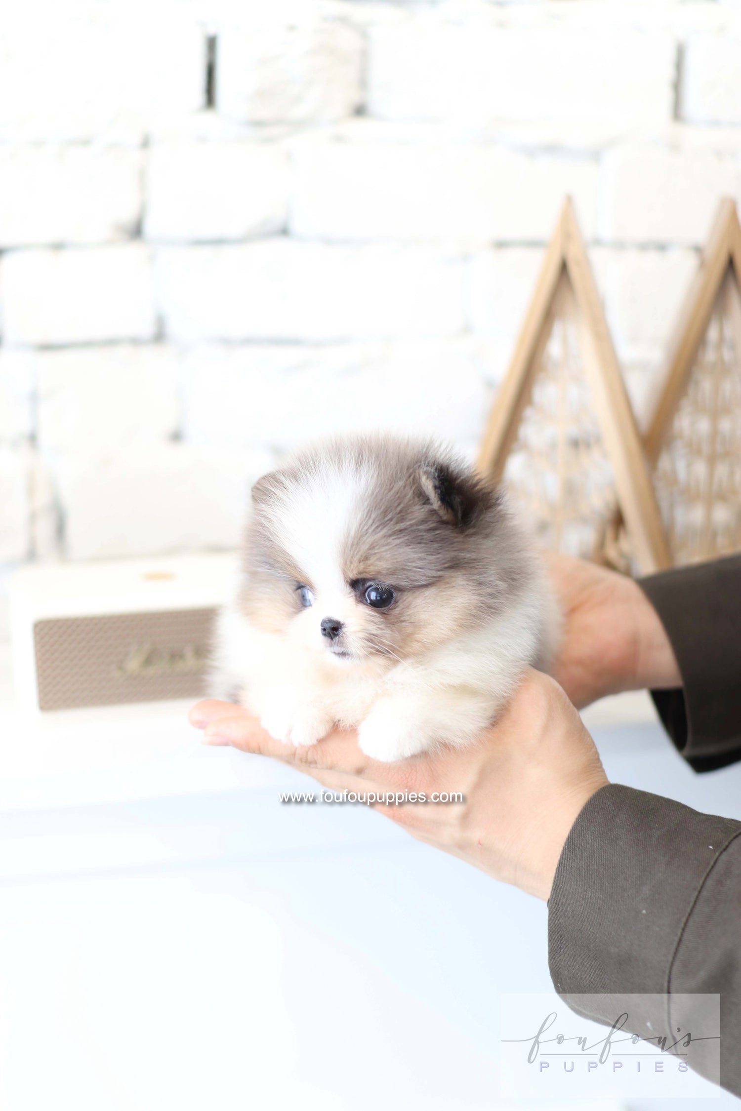 Aurélie - Pomeranian F.