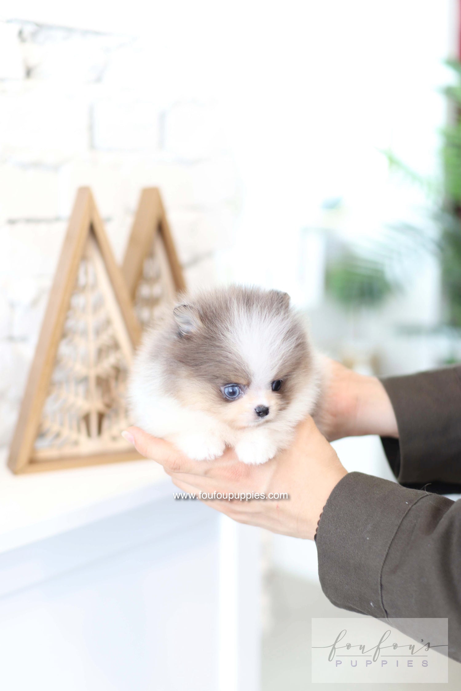 Aurélie - Pomeranian F.