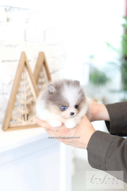 Aurélie - Pomeranian F.