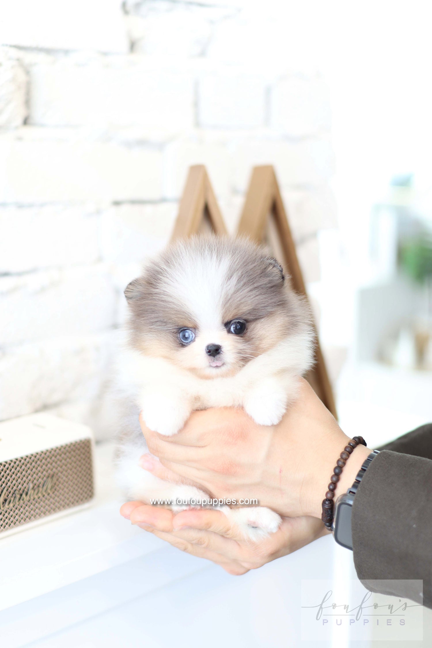 Aurélie - Pomeranian F.