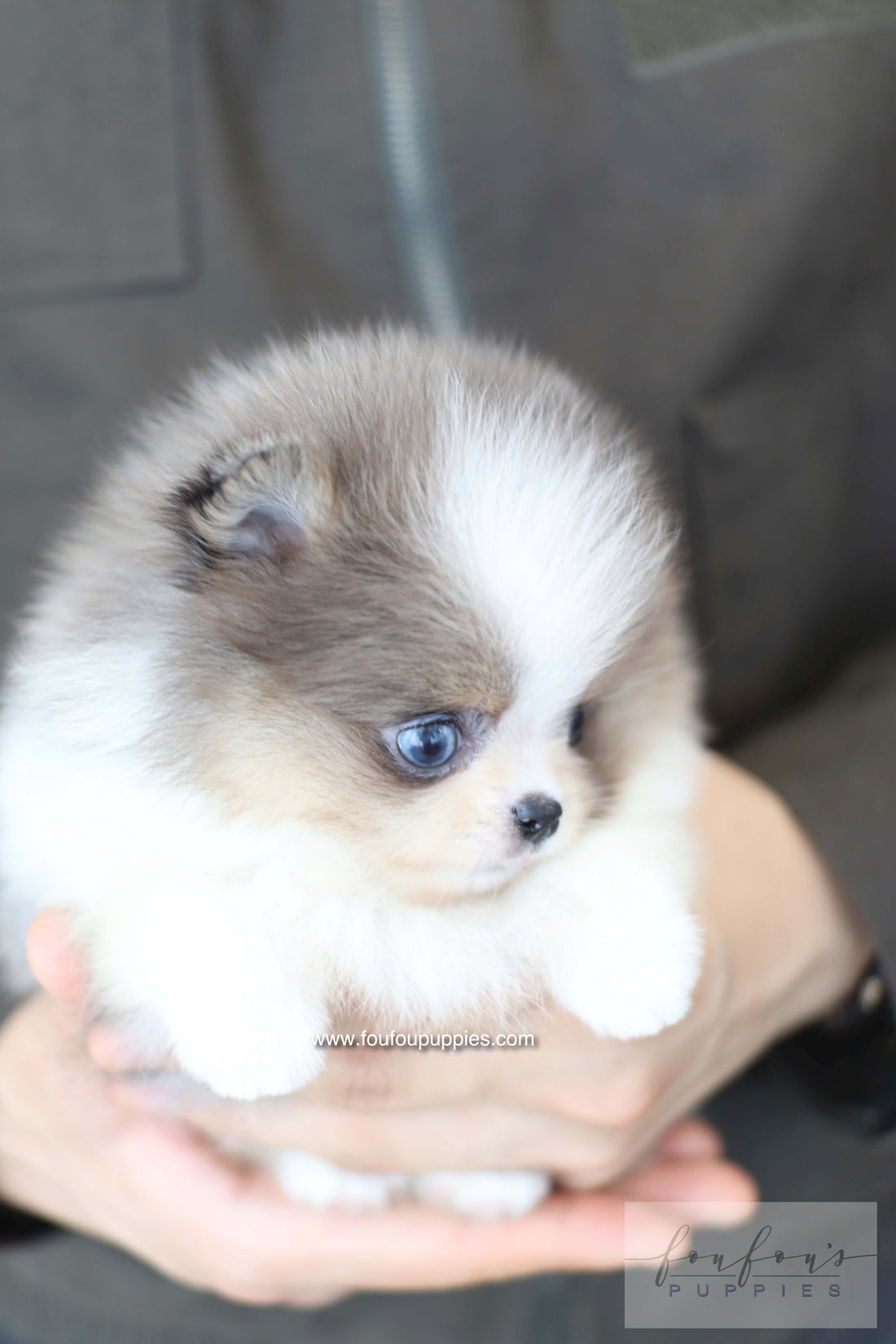 Aurélie - Pomeranian F.