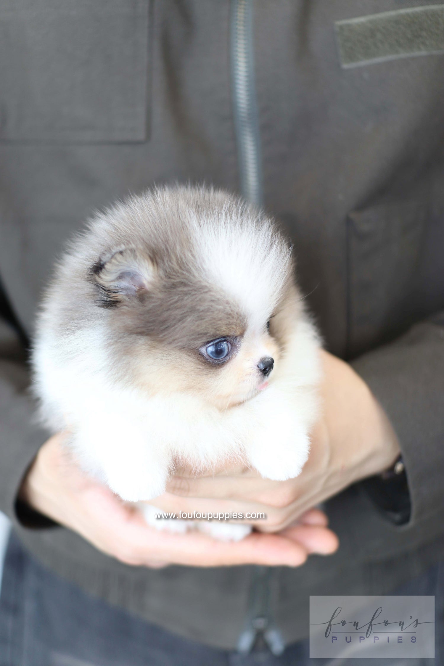 Aurélie - Pomeranian F.