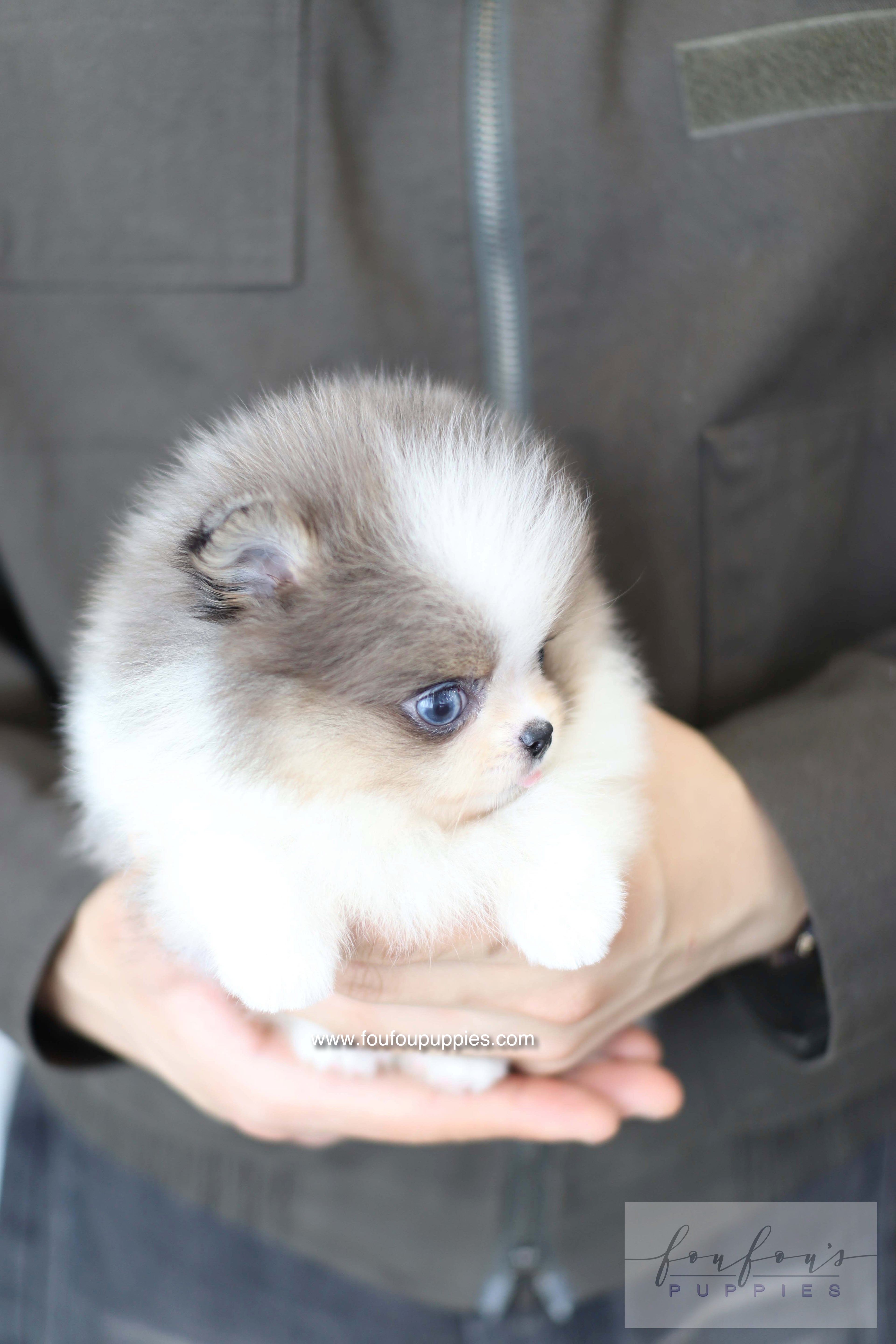 Aurélie - Pomeranian F.