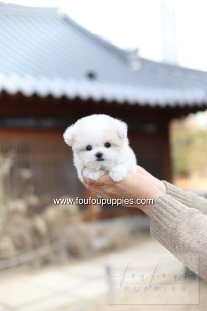 Dream - Maltipoo F.