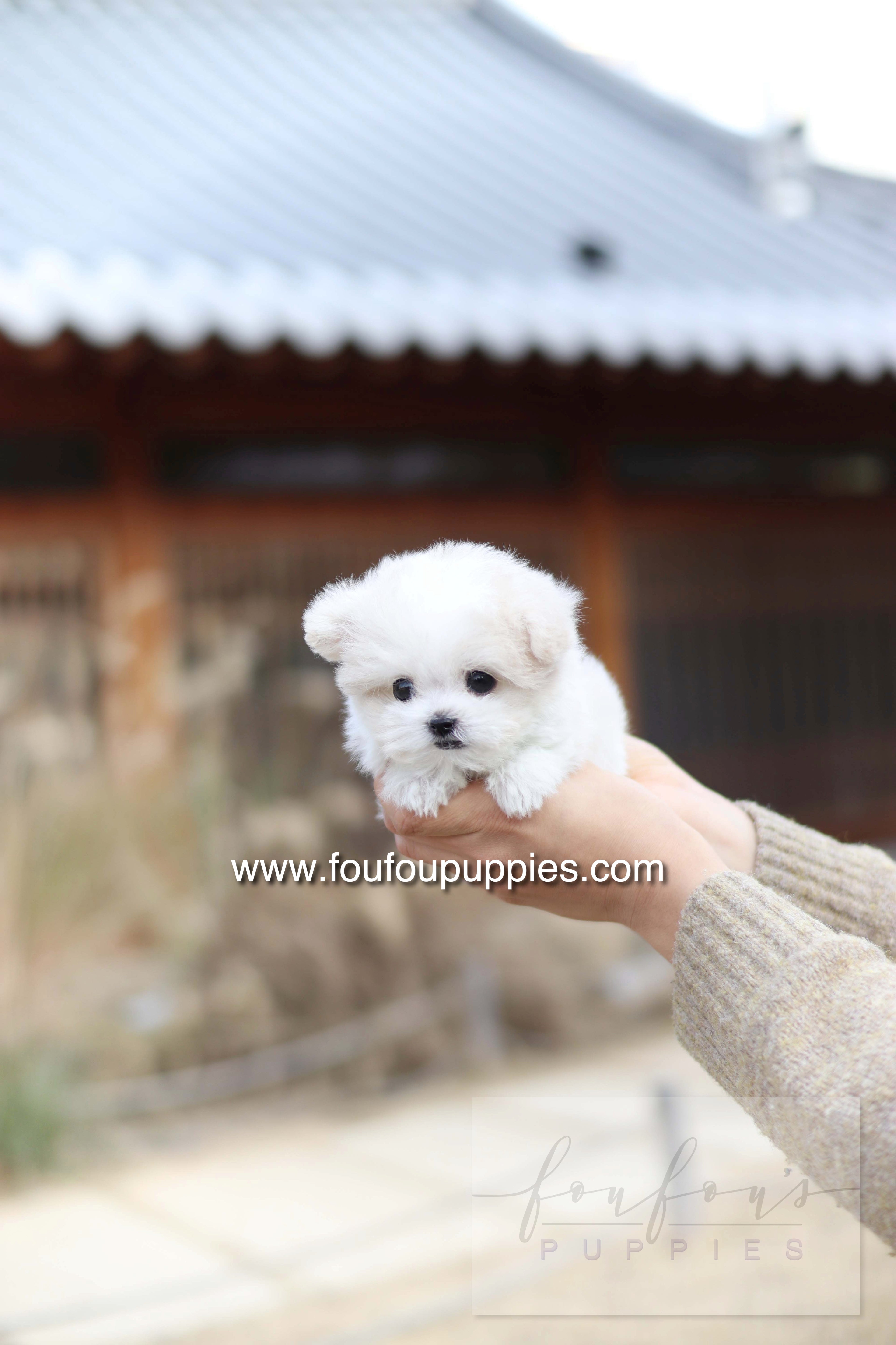 Dream - Maltipoo F.