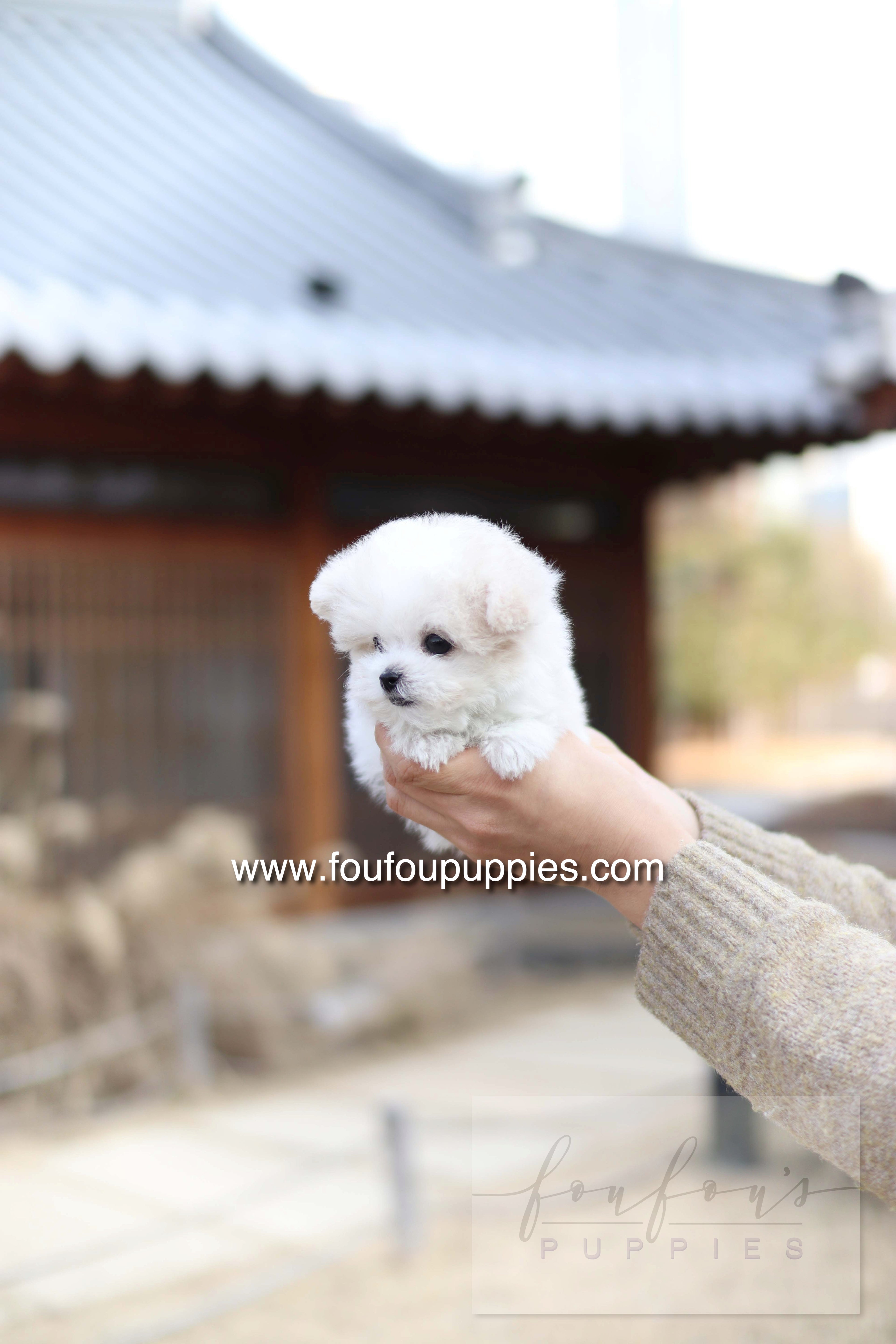 Dream - Maltipoo F.