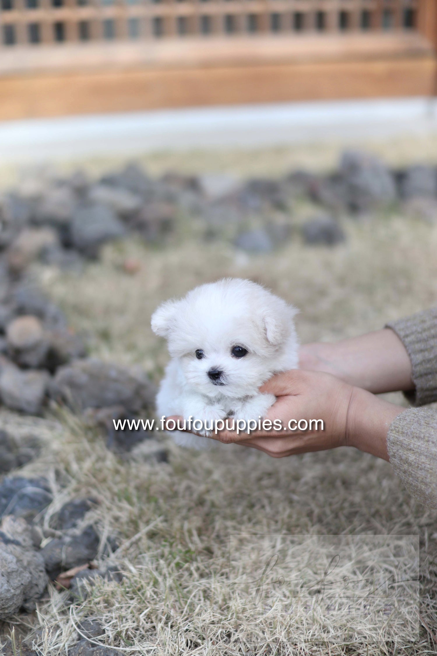 Dream - Maltipoo F.