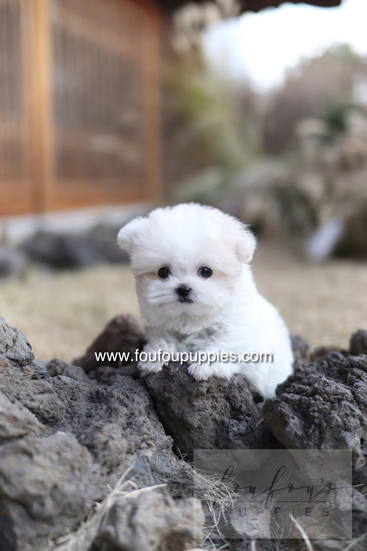 Dream - Maltipoo F.