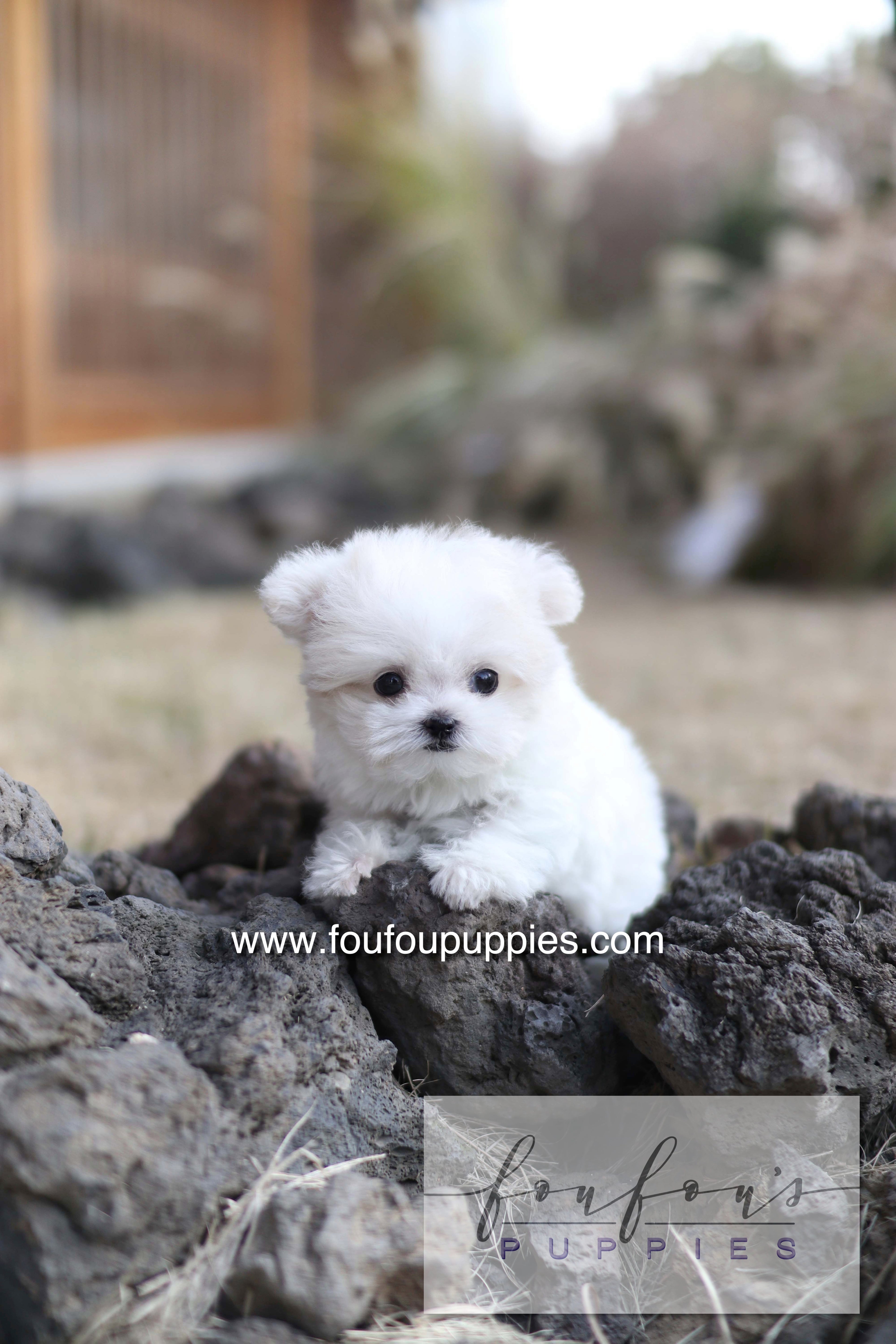 Dream - Maltipoo F.