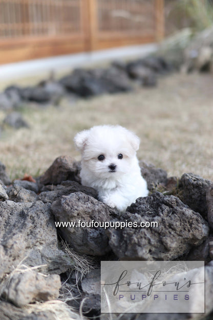 Dream - Maltipoo F.