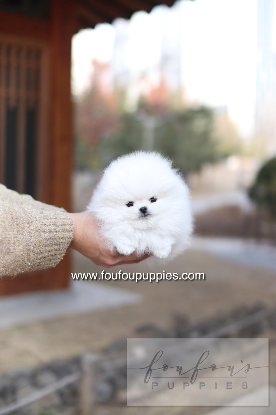 Ashta - Pomeranian F.-