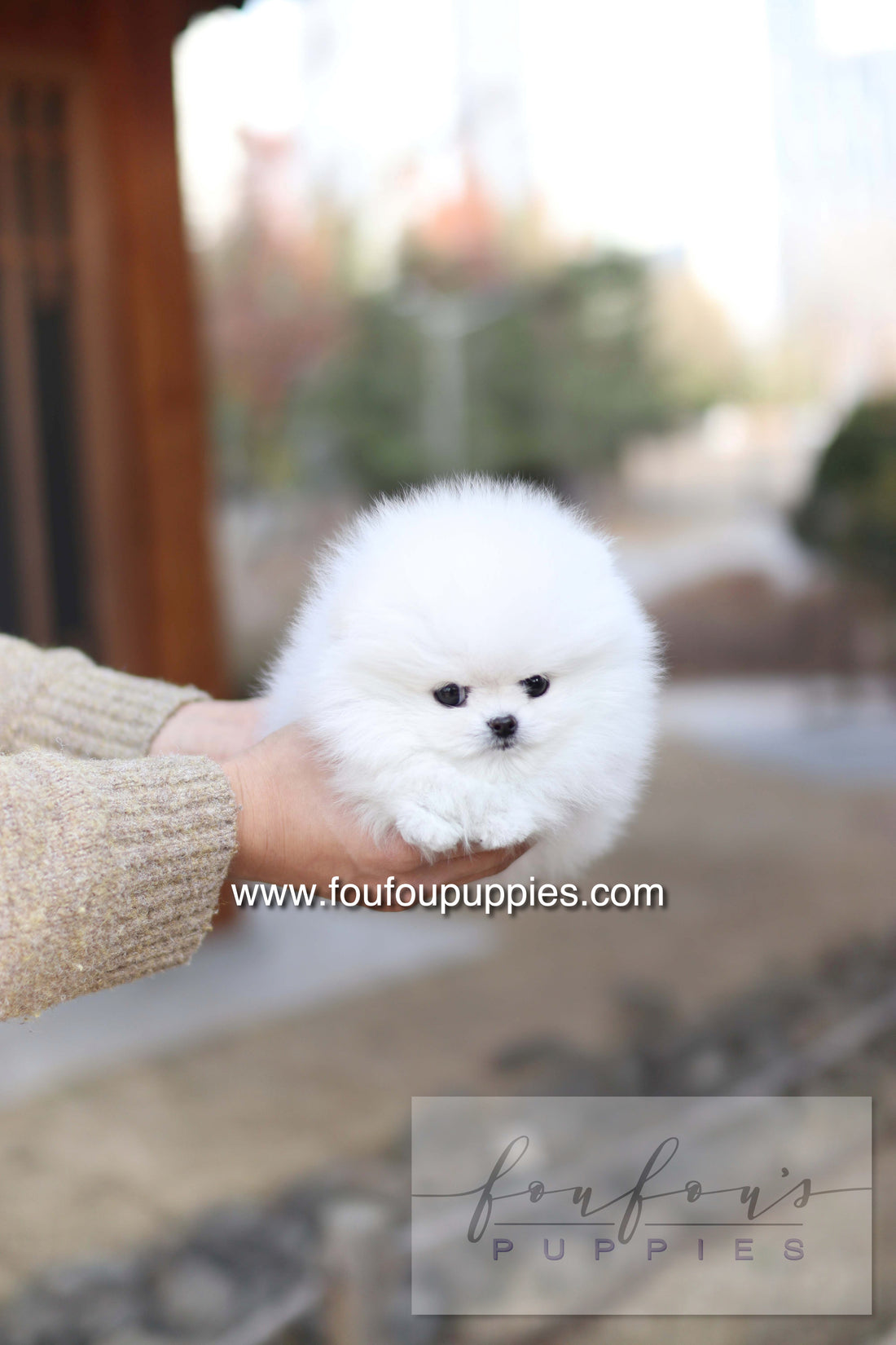 Ashta - Pomeranian F.-