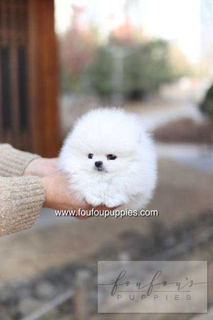 Ashta - Pomeranian F.-