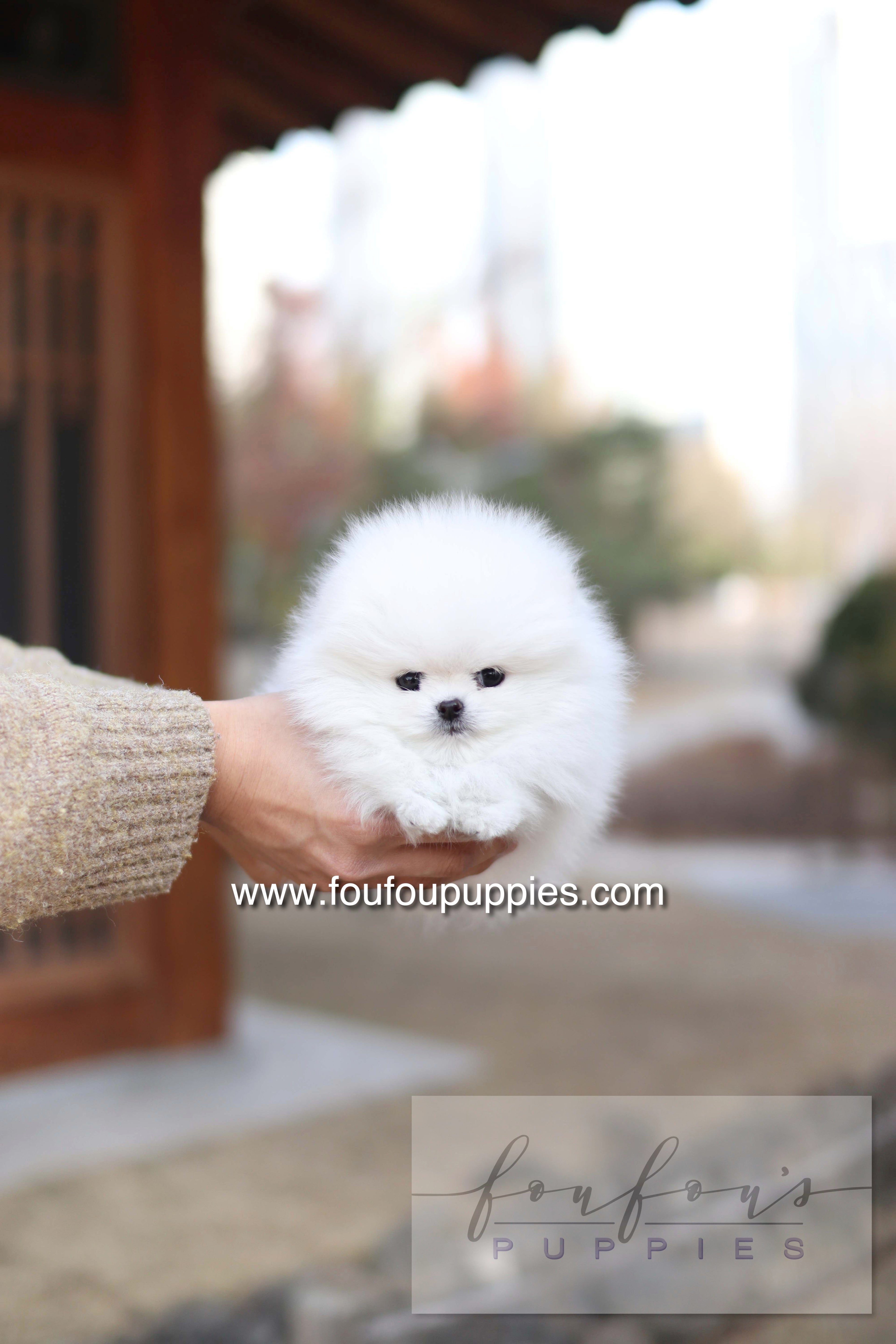 Ashta - Pomeranian F.-