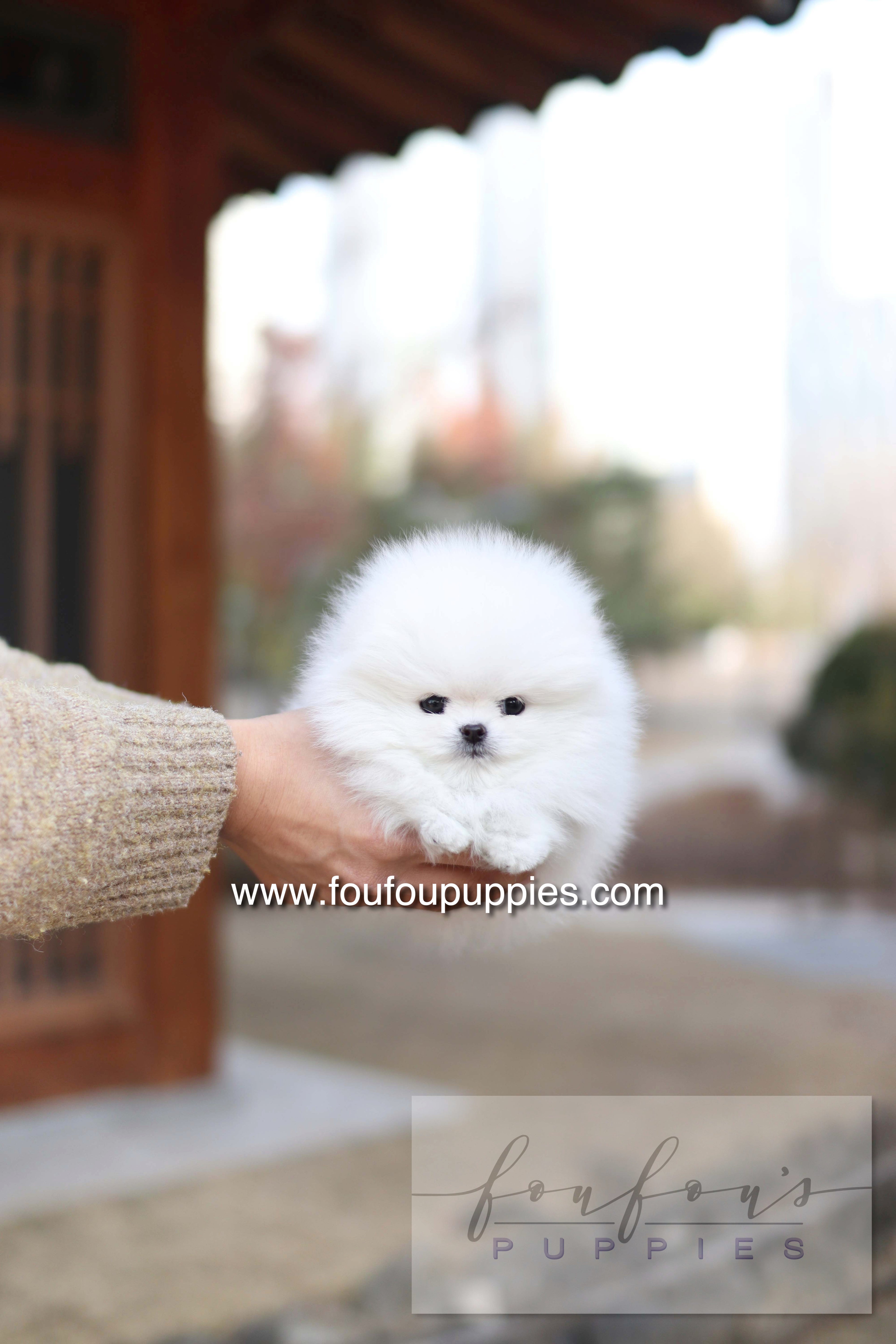 Ashta - Pomeranian F.-