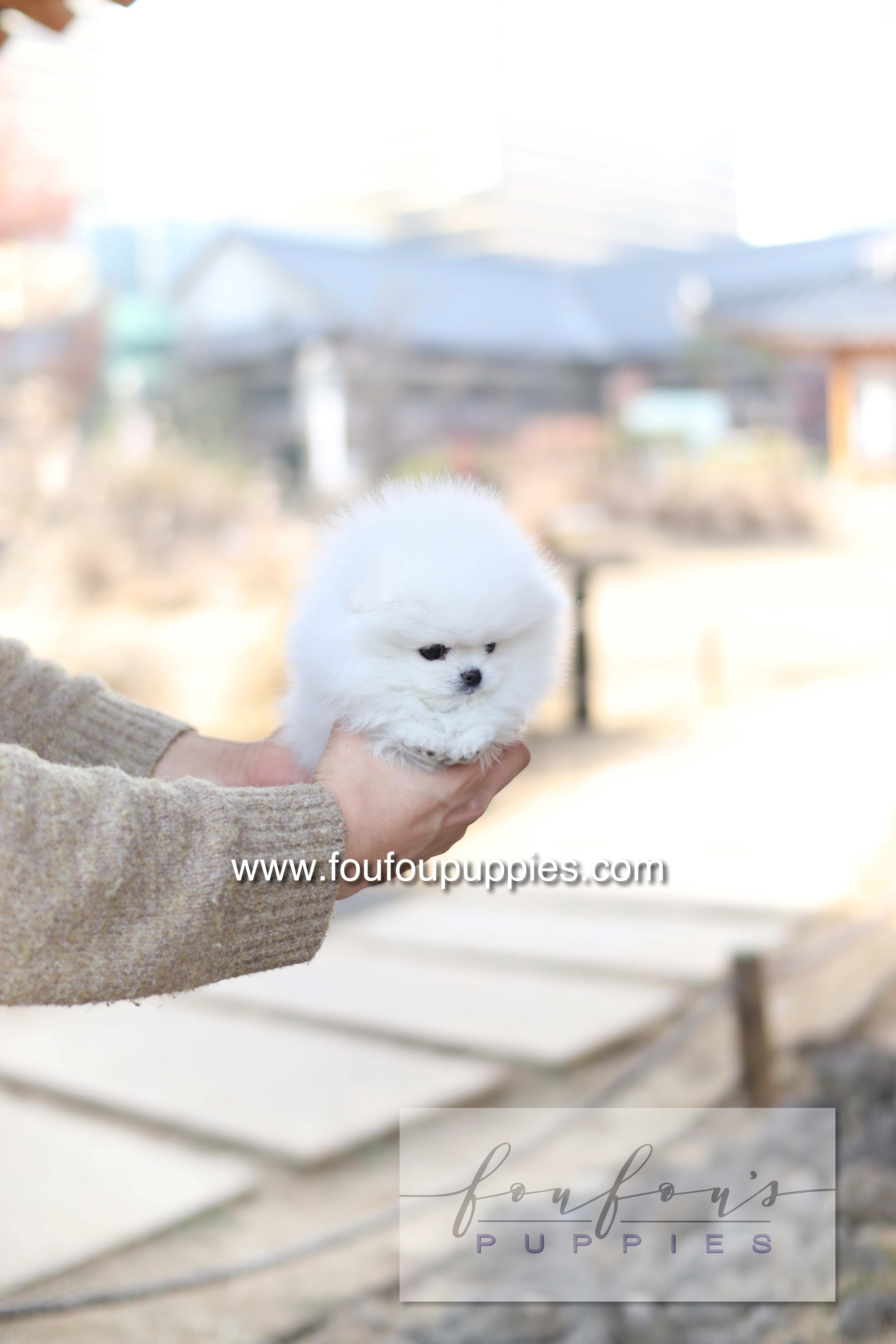 Noémie - Pomeranian F.