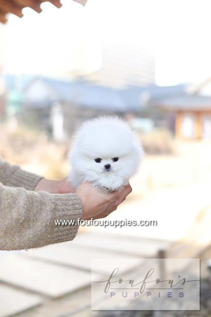 Ashta - Pomeranian F.-