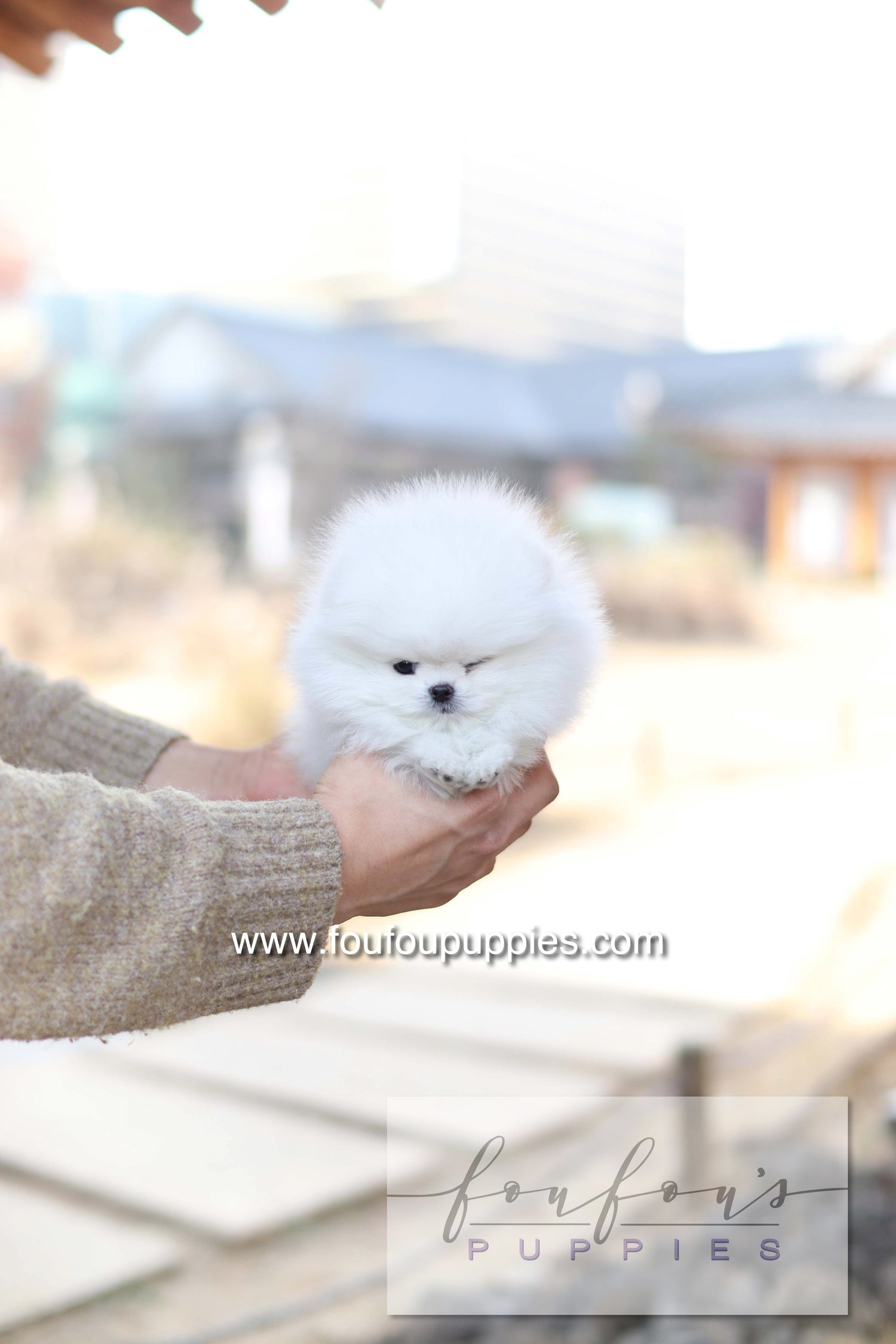 Ashta - Pomeranian F.-