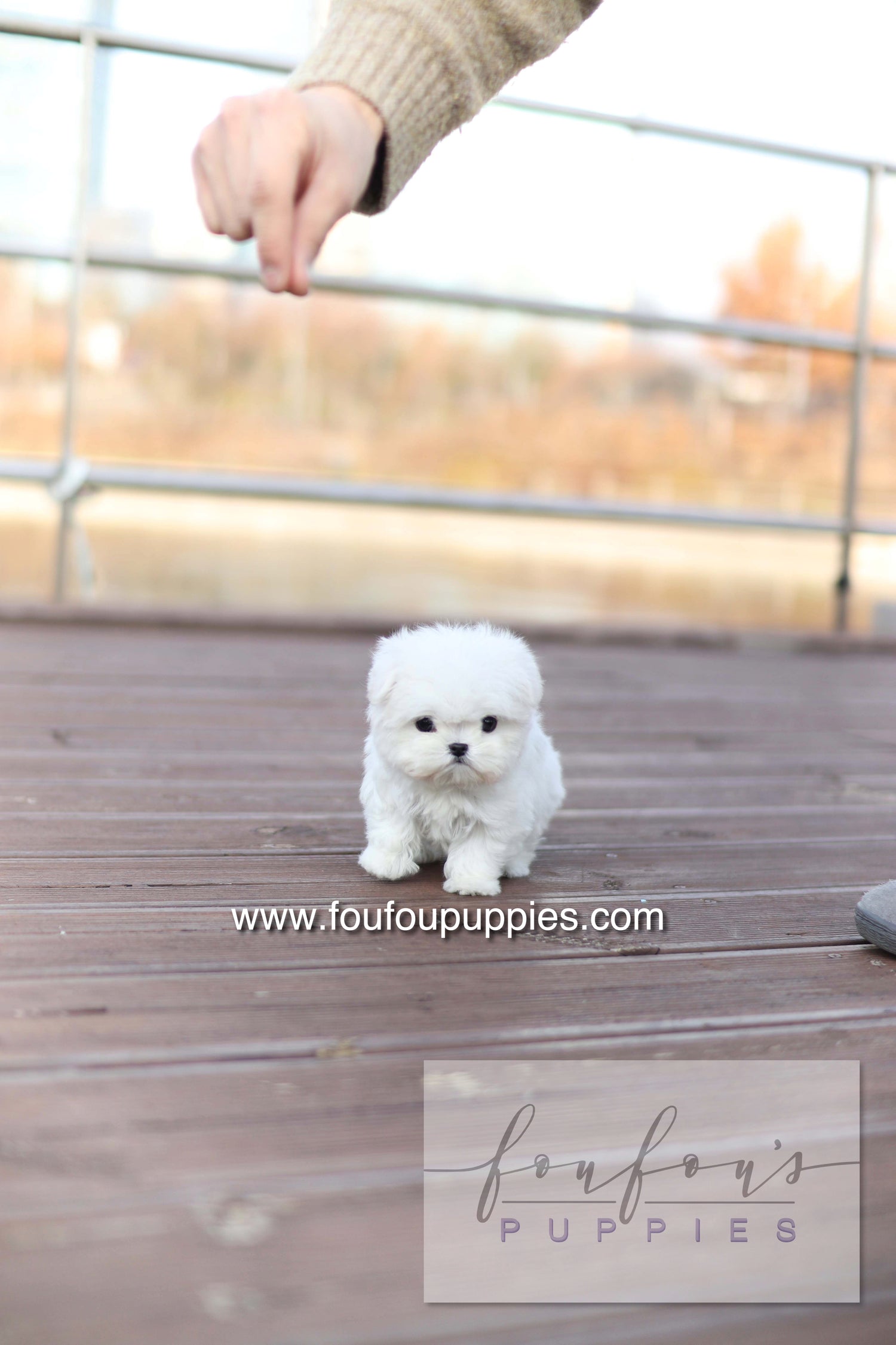 Mabel Grace - Maltese F.